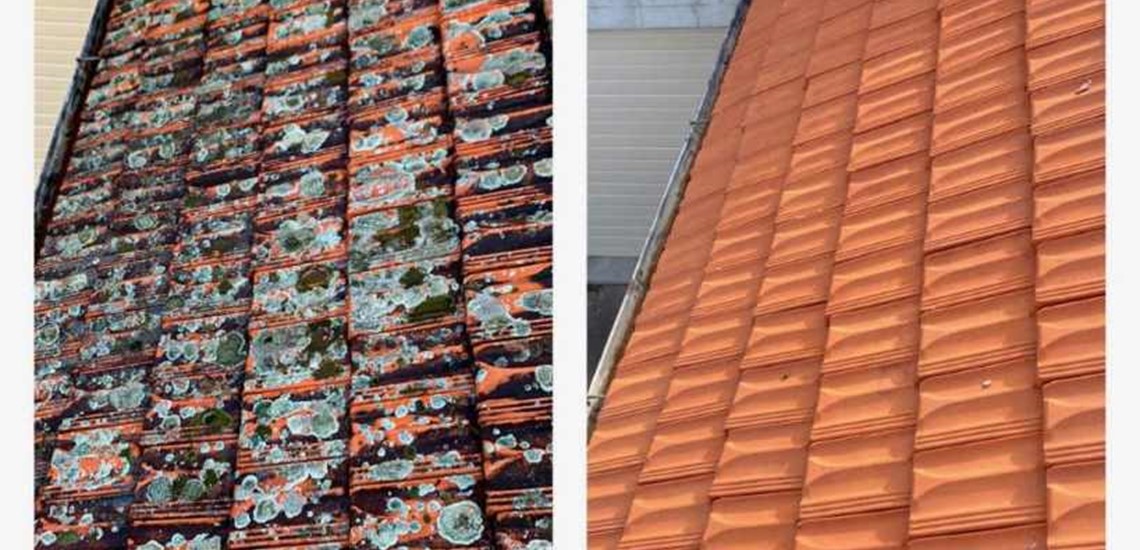 roof lichen