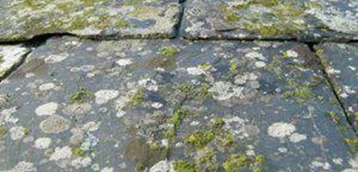 Bad lichen on concrete