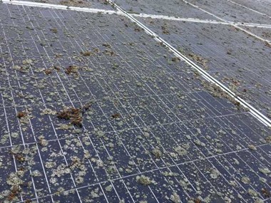 Lichen on solar panels