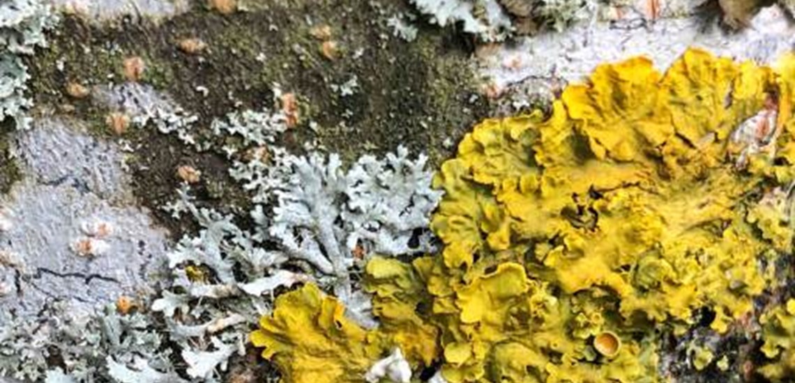 Serious lichen growth