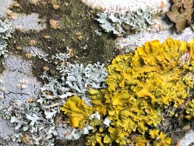 Lichen, the enemy of your buildings